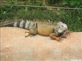 Puerto Rico Zoo Dr Juan A. Rivero  - MAYAGÜEZ